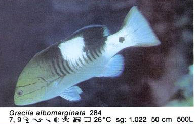 Gracila albomarginata